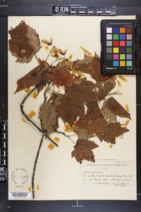 Acer spicatum image