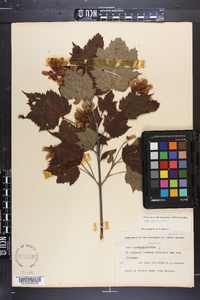 Acer spicatum image