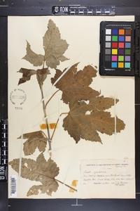 Acer spicatum image