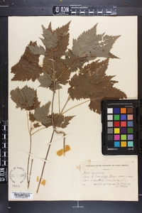 Acer spicatum image