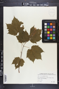 Acer spicatum image