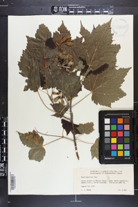 Acer spicatum image