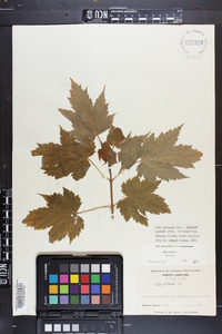 Acer spicatum image