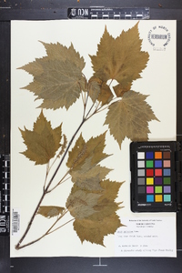 Acer spicatum image