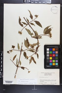 Philadelphus inodorus image