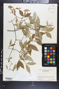 Philadelphus inodorus image