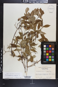 Philadelphus inodorus image