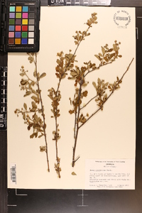 Rubus cuneifolius image