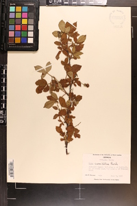 Rubus cuneifolius image