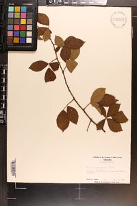 Rubus cuneifolius image