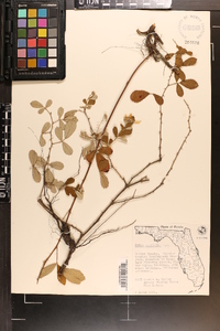 Rubus cuneifolius image