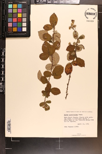 Rubus cuneifolius image