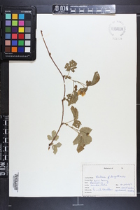 Rubus flagellaris image