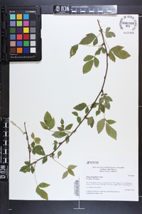 Rubus flagellaris image