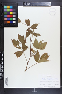 Rubus flagellaris image