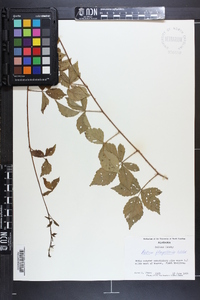 Rubus flagellaris image