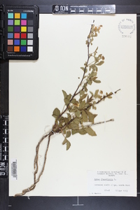 Rubus flagellaris image