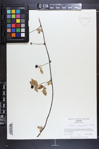 Rubus flagellaris image