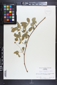 Rubus flagellaris image