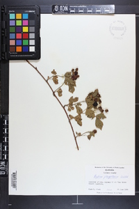 Rubus flagellaris image