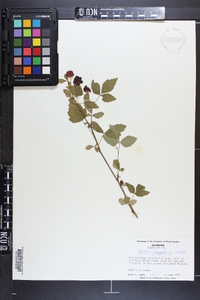 Rubus flagellaris image