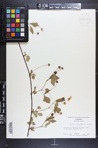 Rubus flagellaris image