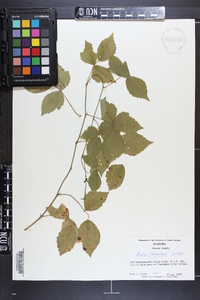 Rubus flagellaris image