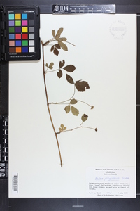 Rubus flagellaris image