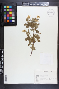 Rubus flagellaris image