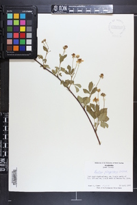 Rubus flagellaris image