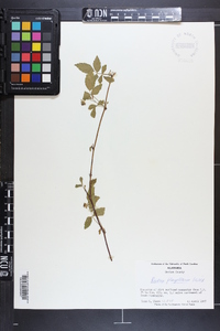 Rubus flagellaris image