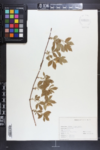 Rubus flagellaris image