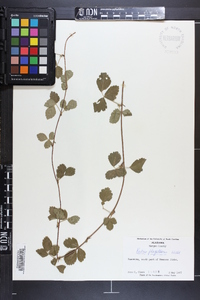 Rubus flagellaris image