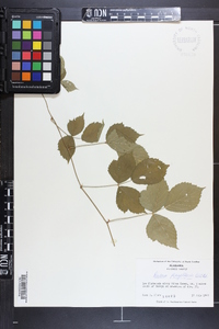 Rubus flagellaris image