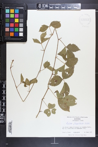 Rubus flagellaris image