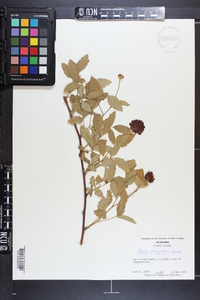 Rubus flagellaris image