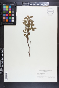 Rubus flagellaris image