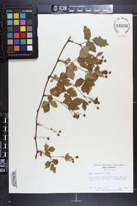 Rubus flagellaris image