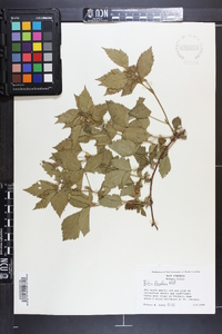 Rubus flagellaris image