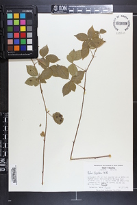 Rubus flagellaris image