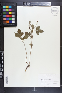 Rubus flagellaris image