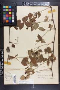 Rubus flagellaris image