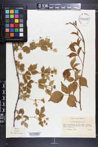 Rubus flagellaris image