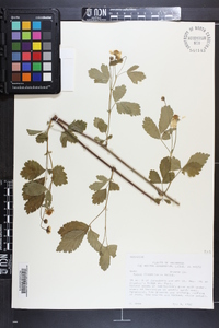 Rubus flagellaris image