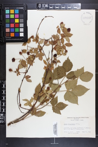 Rubus flagellaris image