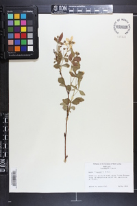 Rubus flagellaris image