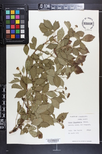 Rubus flagellaris image