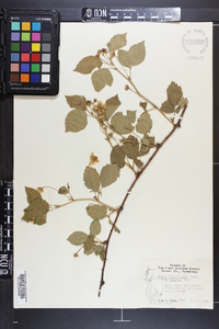 Rubus flagellaris image