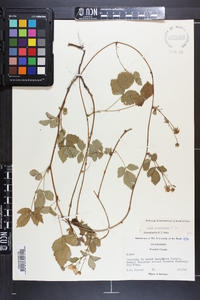 Rubus flagellaris image