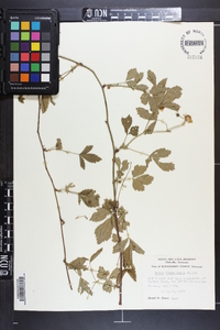 Rubus flagellaris image